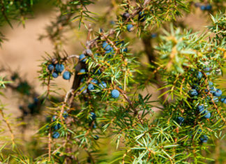 Ginepro 764 0 093 Ginepro